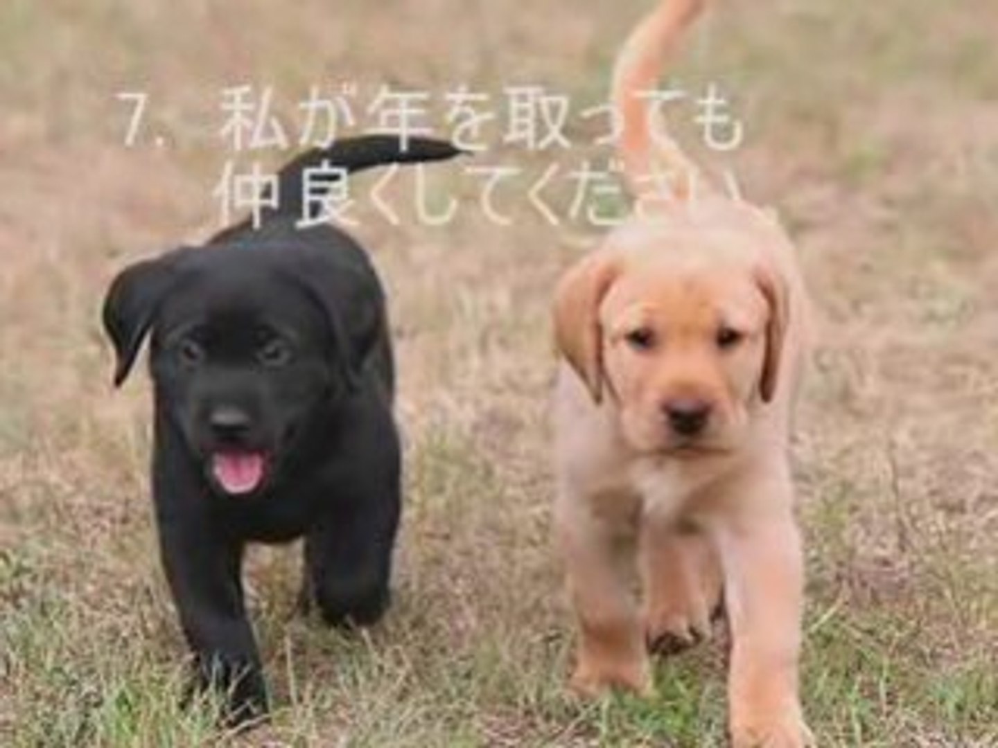 犬と私の10の約束 動画 Dailymotion
