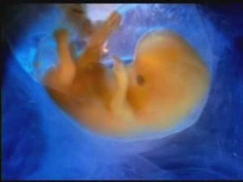 Les miracles du coran islam 8