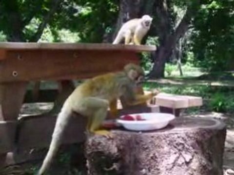 Saimiri petits singes