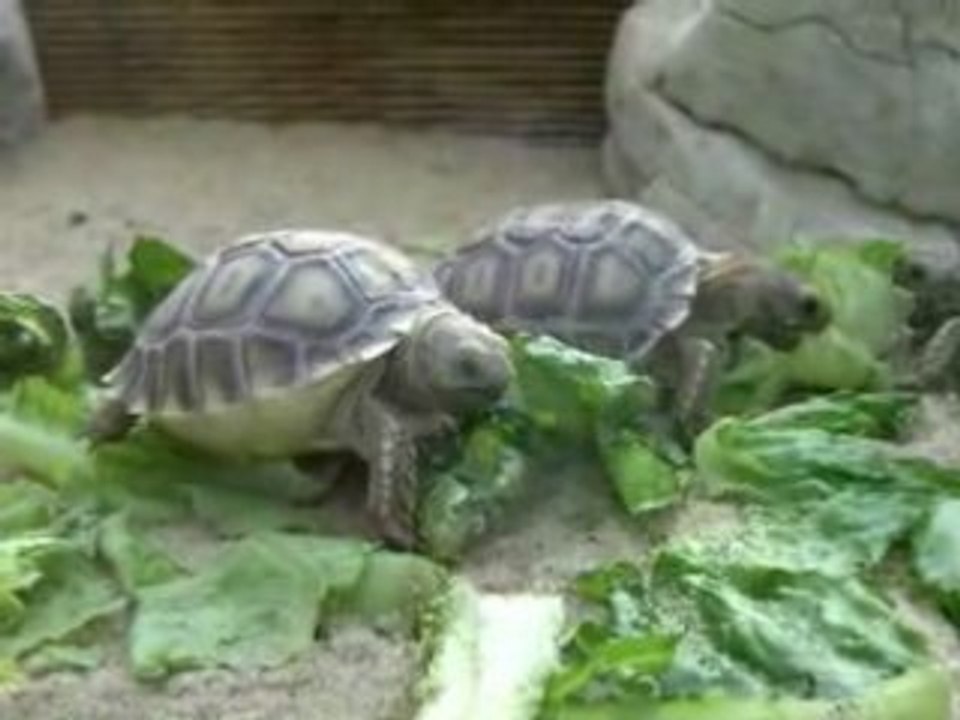 tortues du zoo de Sevion
