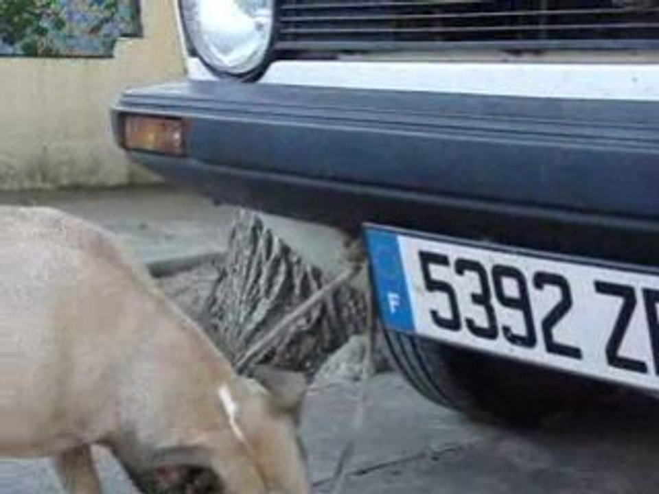 chien en pleine demo