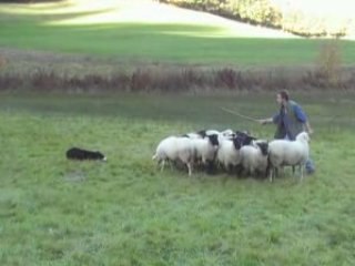 Séparation de troupeau