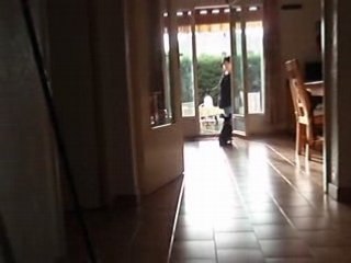 pinscher nain calie