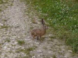 A la rencontre d'un lièvre