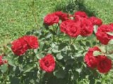 Roses de mon jardin