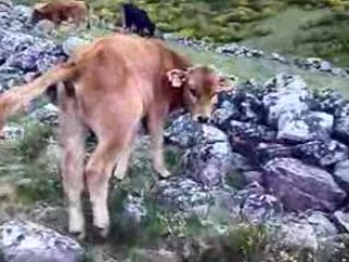 vacas en la braña (laciana)