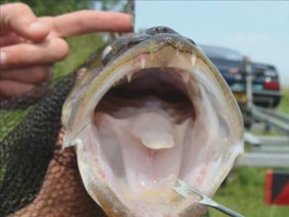 Pêche