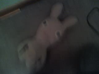 Mon Lapin Cretin domestique