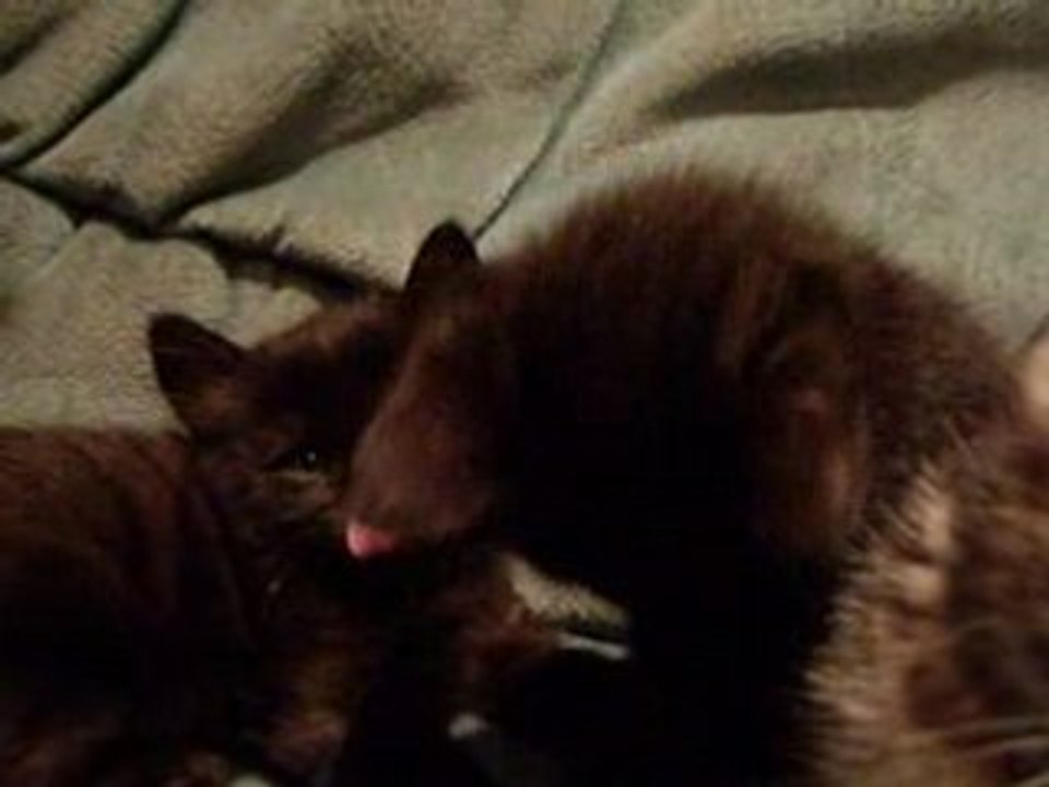 3 ptits minous,  ptits minous... de Toulouse.