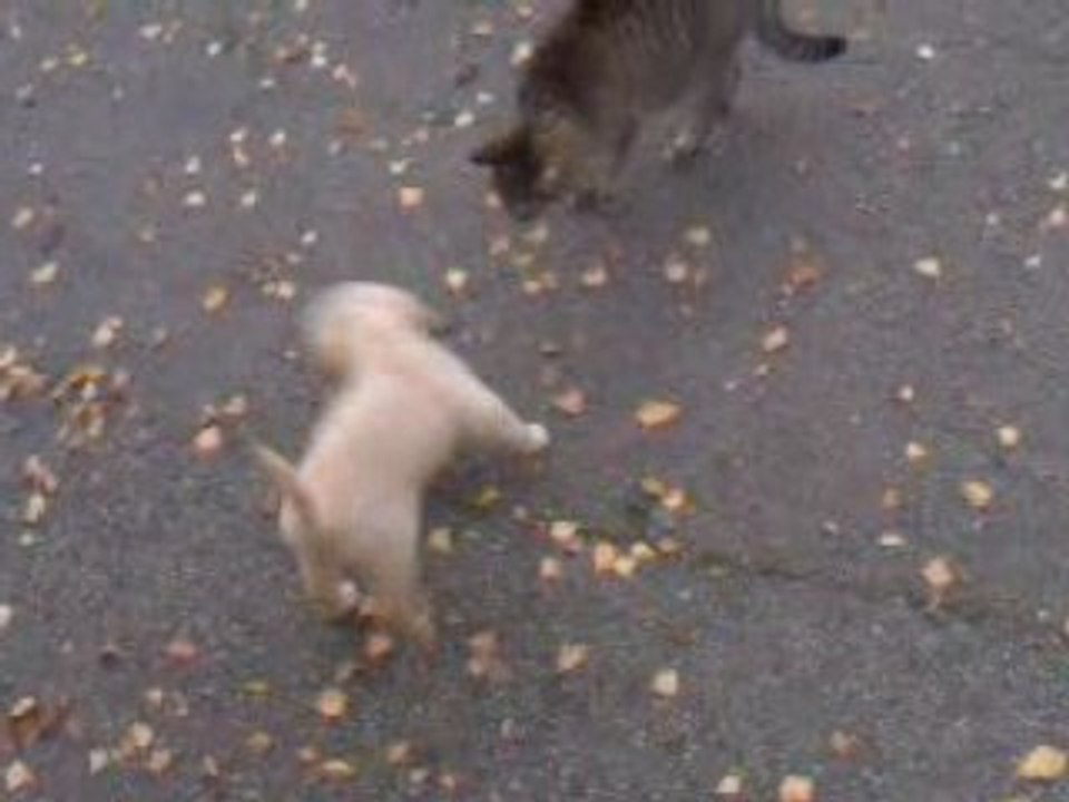 Tina VS Tigrou ^^