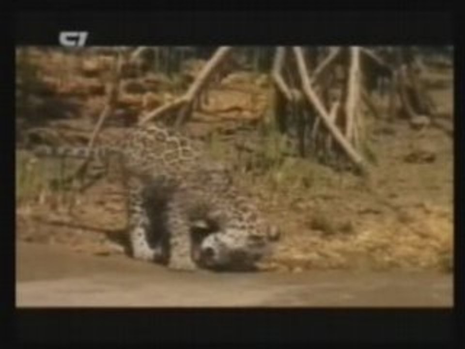Tiger vs Turtle