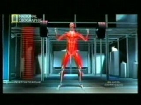 Esteroides: Efectos fisiologicos