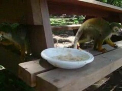 Saimiri - petits singes