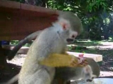 Saimiri - petits singes