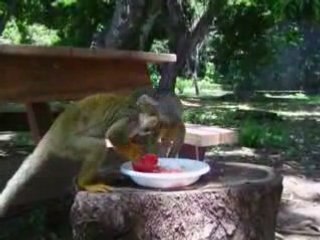 Saimiri - petits singes