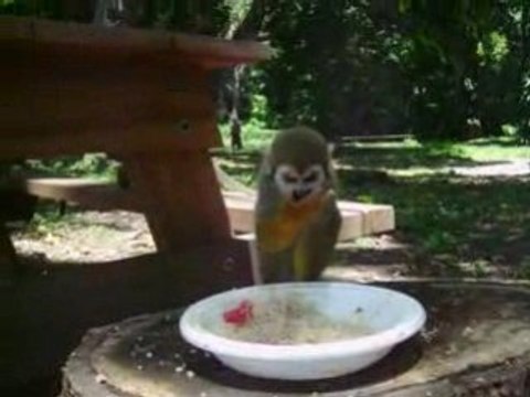 Saimiri - petits singes