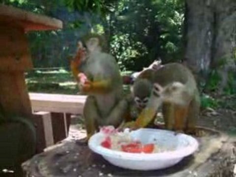 Saimiri - petits singes