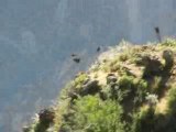 Video condor Pérou