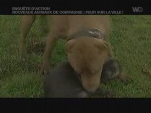 Nouveaux animaux de compagnie - peur sur la ville 5/5