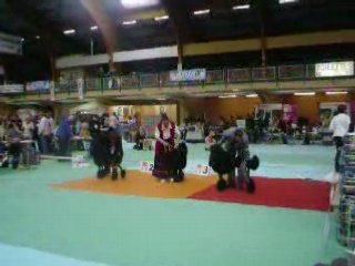 orléans 2008 cacib - cacs 1