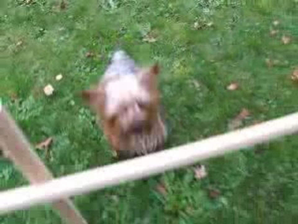 Entrainement saut