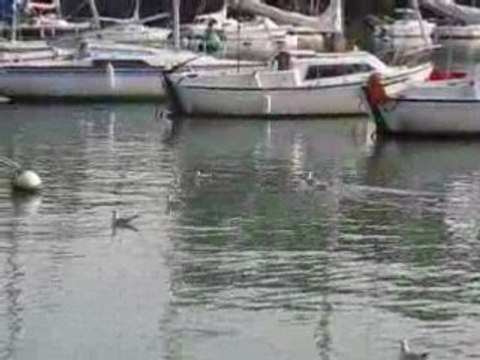 Pornic : mouettes et bateaux