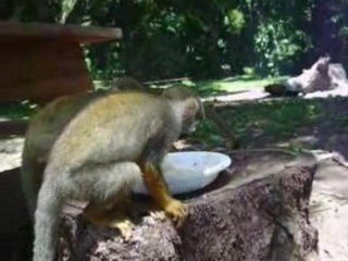 Saimiri - petits singes