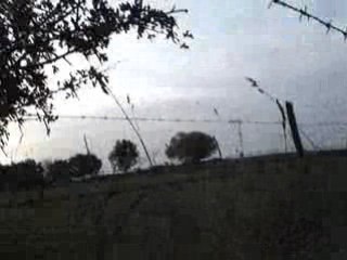 Vidéo des millier de palombes 005
