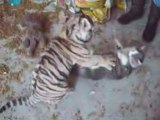 Tigre & chat