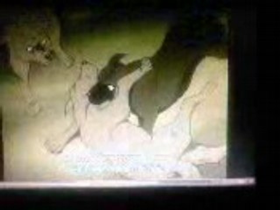 Silver fang