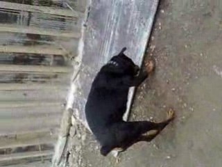 nando taf