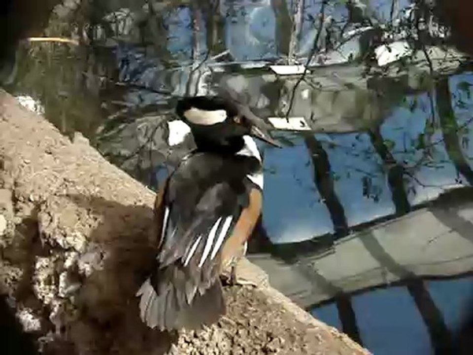 Harle couronné 25mars 2007