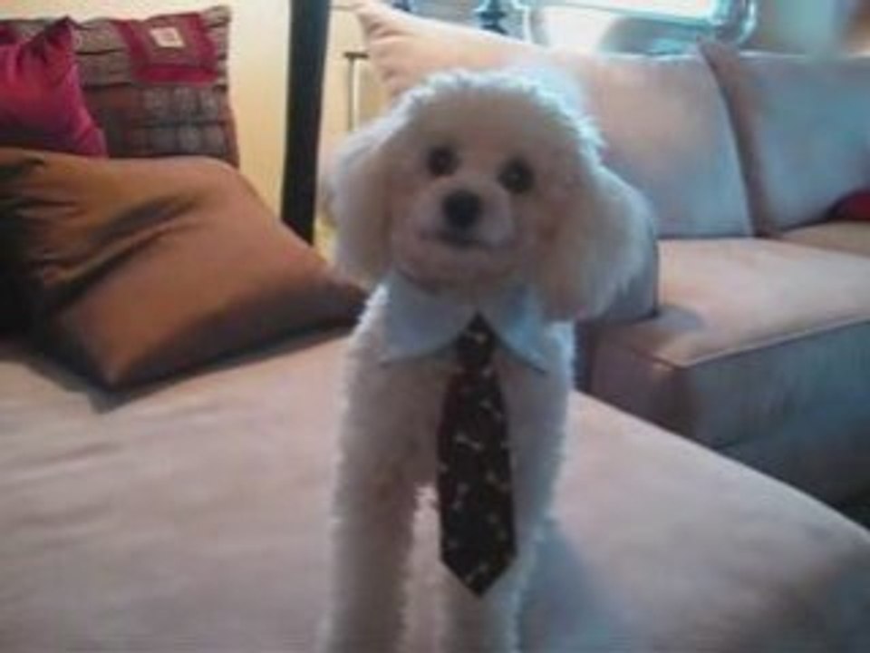 Un cane per Obama