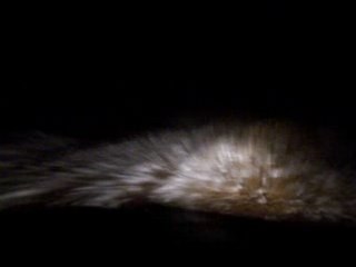 Vidéo des fils de bob plein plein faisant nimp