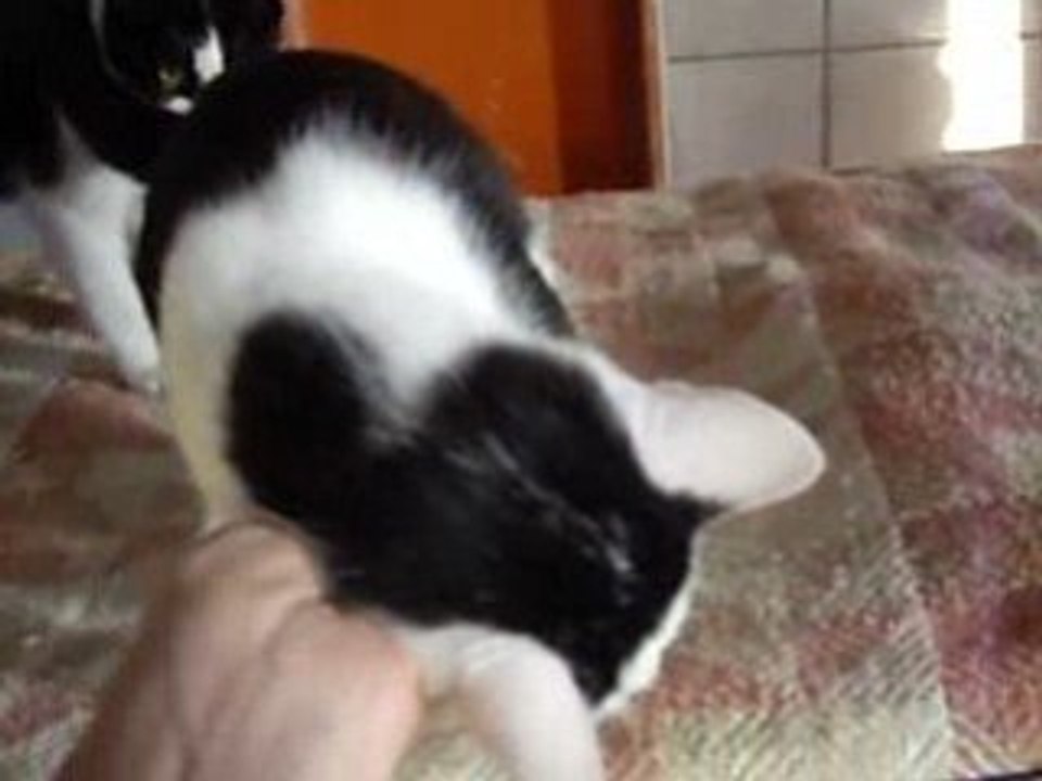 Chatounet oct 08