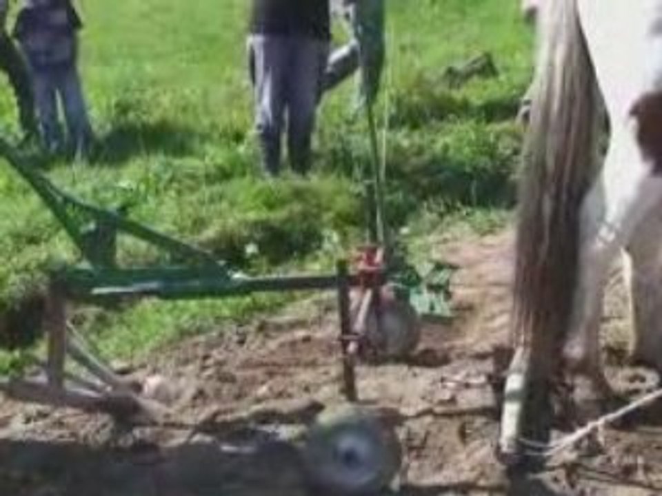 Traction animale