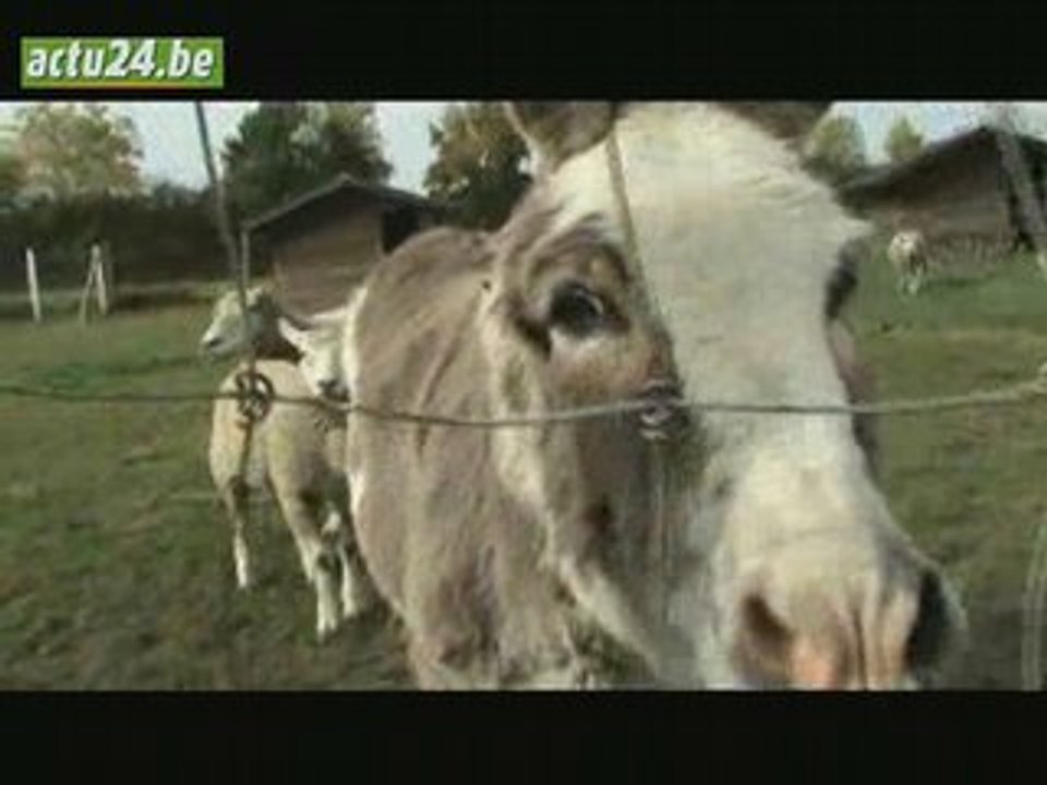 Actu24 - Les animaux de compagnie victimes de la crise