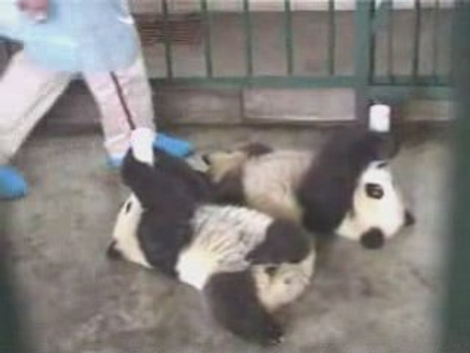 Babypandamilktime