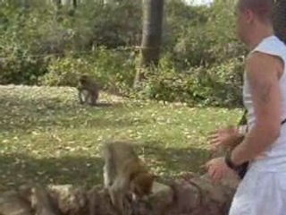 foret singes 1
