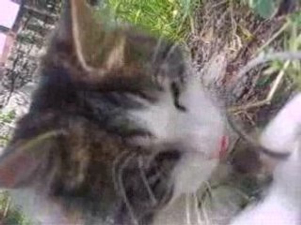 My Cat Met 9
