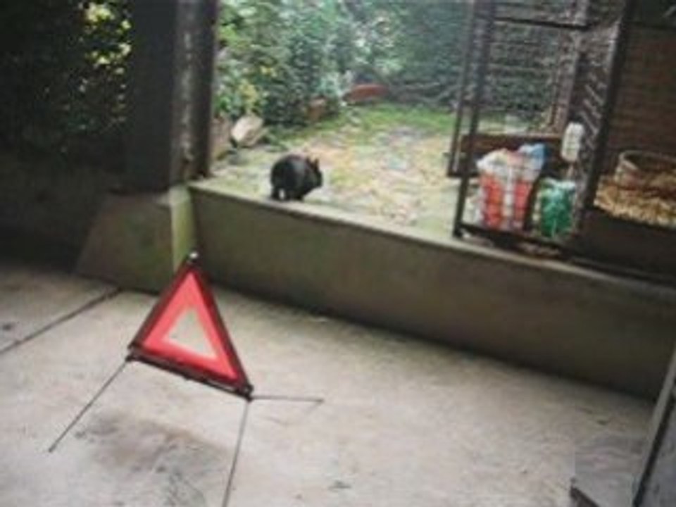 Napoléon week du 11 octobre 2008