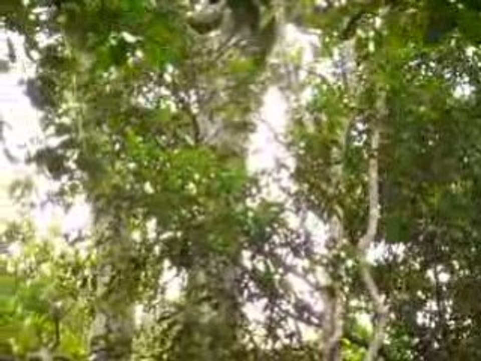 P1030655MIRANDE SINGES SAUTEURS