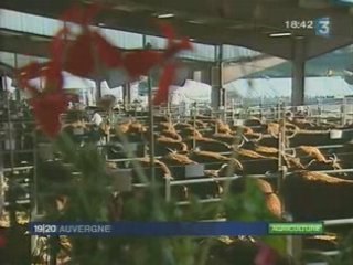 Concours national de salers à Mauriac (15)