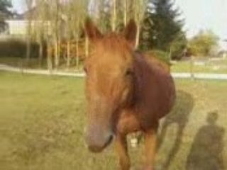 Doux desir le pot de colle