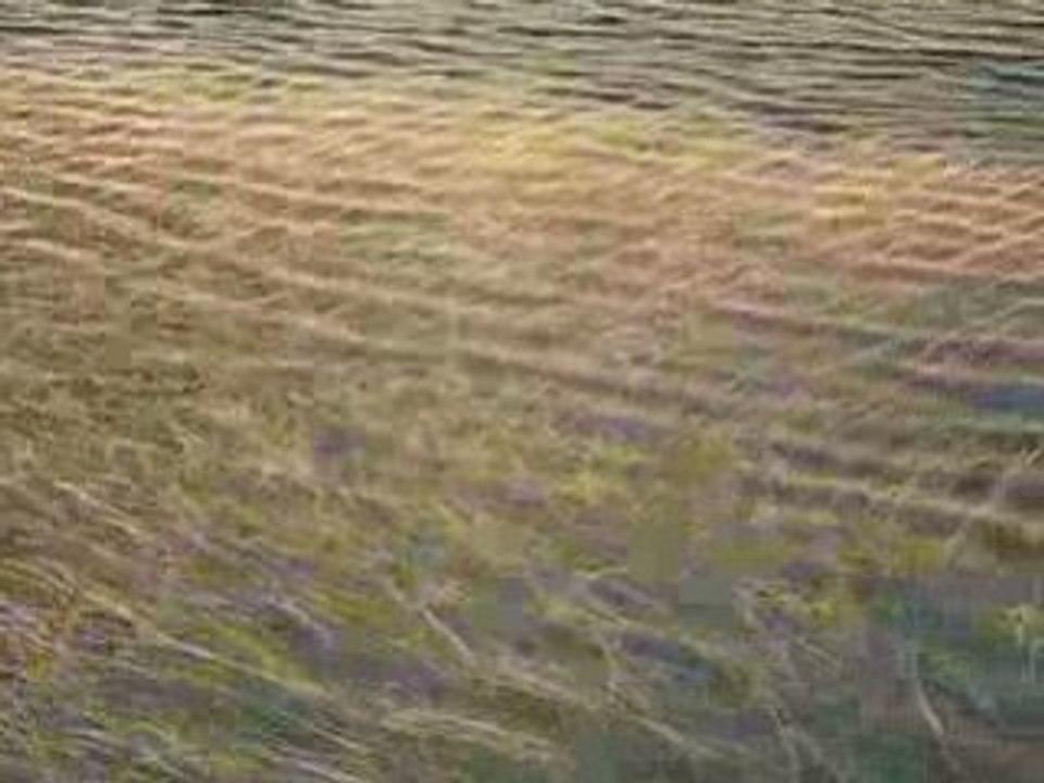 algues, eau et lumière 1