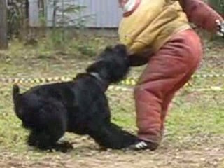 Стольный град Атаман - защита