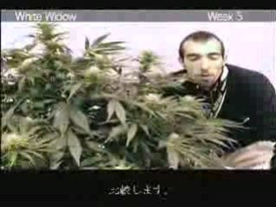 how to grow White Widow cannabis