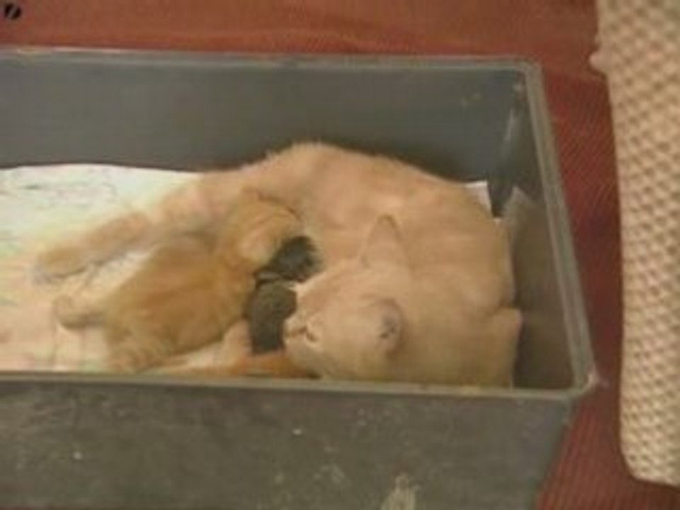 nouvelle maman pour un petit lapin....