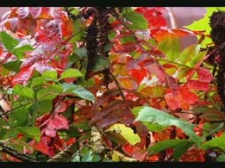 Granges de l'Indiana en automne