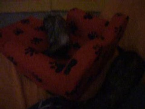 Fufus et leur canapé